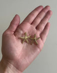 STARFISH - GOLD